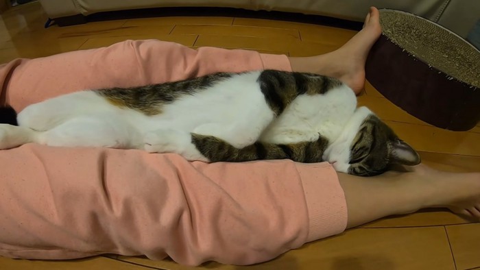 手を下に伸ばして眠る猫