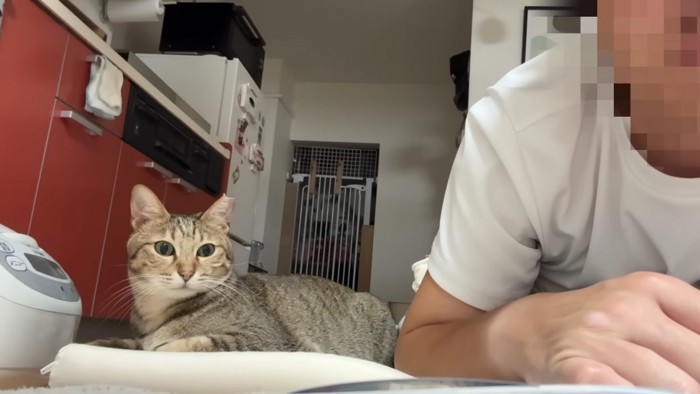 見つめる猫