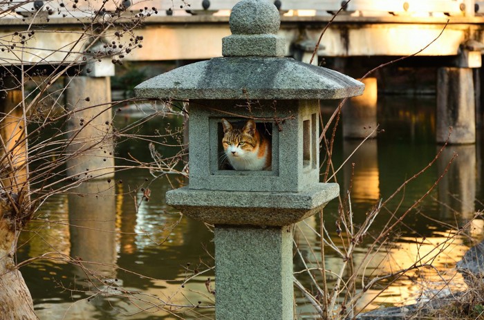 狭い場所に入る猫