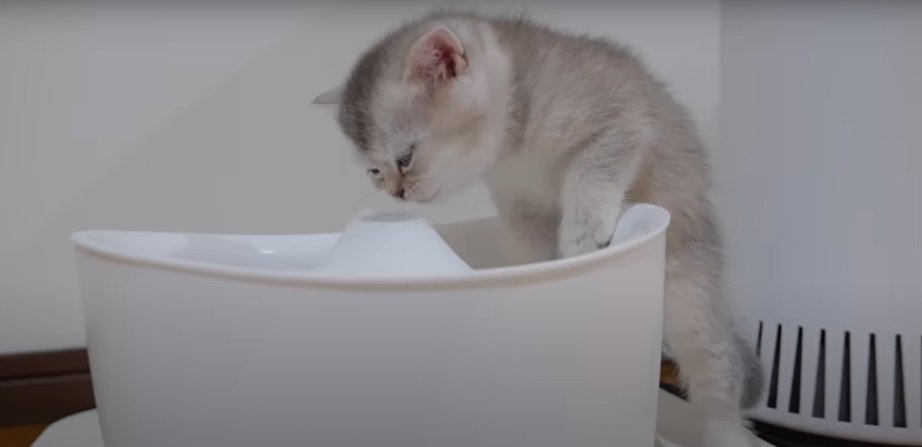 水を飲む子猫