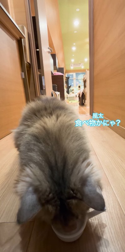 器に口をつける猫