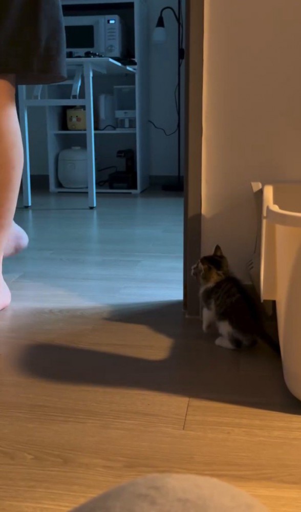 部屋に来た人間の足と見上げる子猫