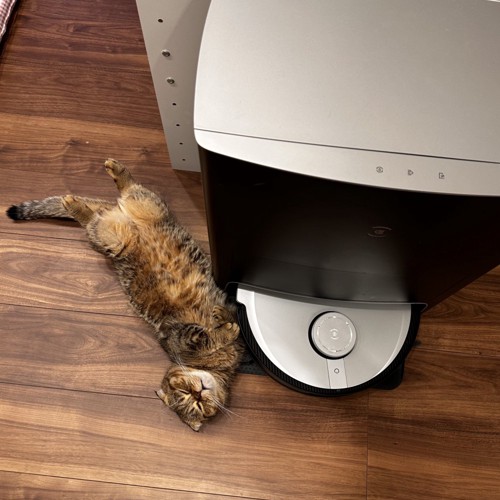 寝そべる猫