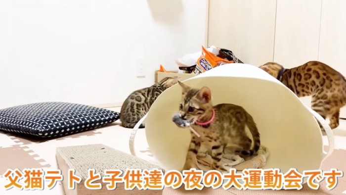 ネズミのおもちゃをくわえる子猫