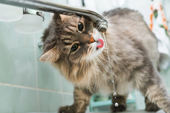 水を飲む猫