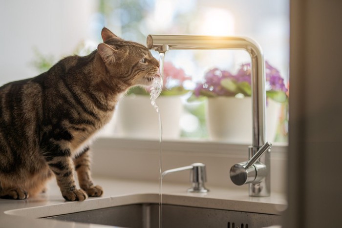 蛇口の水を美味しそうに飲む猫