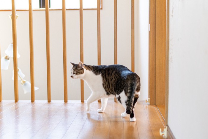 尻尾を下げながら歩く猫