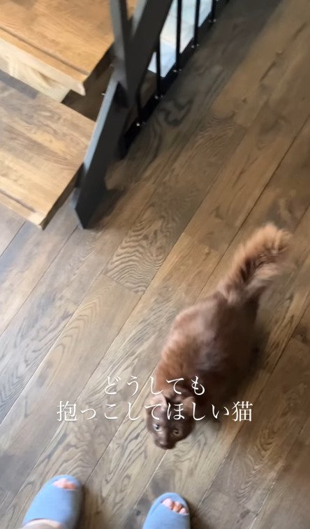 飼い主さんを見上げる猫