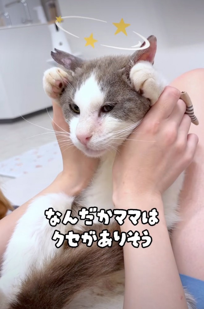 遊ぶ猫