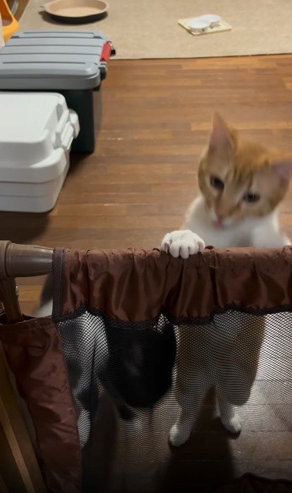 体勢を変える2匹の猫