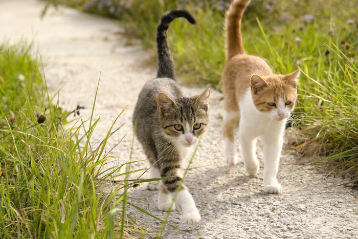 連れだって歩く靴下猫と柄猫