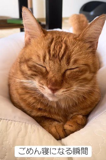 目を閉じている猫