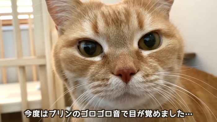 猫の顔