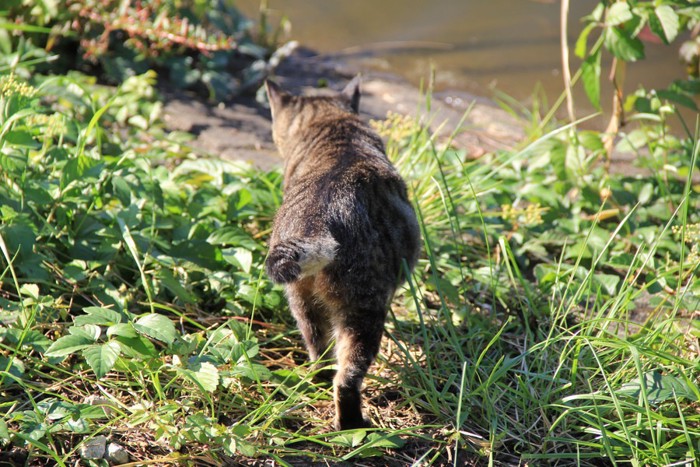 歩いていく尾曲がり猫