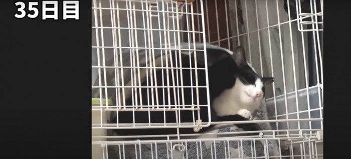 毛づくろいをしている猫たち