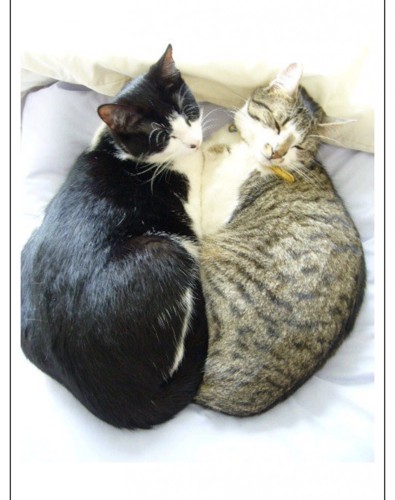 寄り添い合う2匹の猫