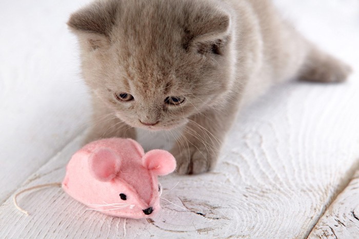 ピンク色のネズミおもちゃに見入る子猫