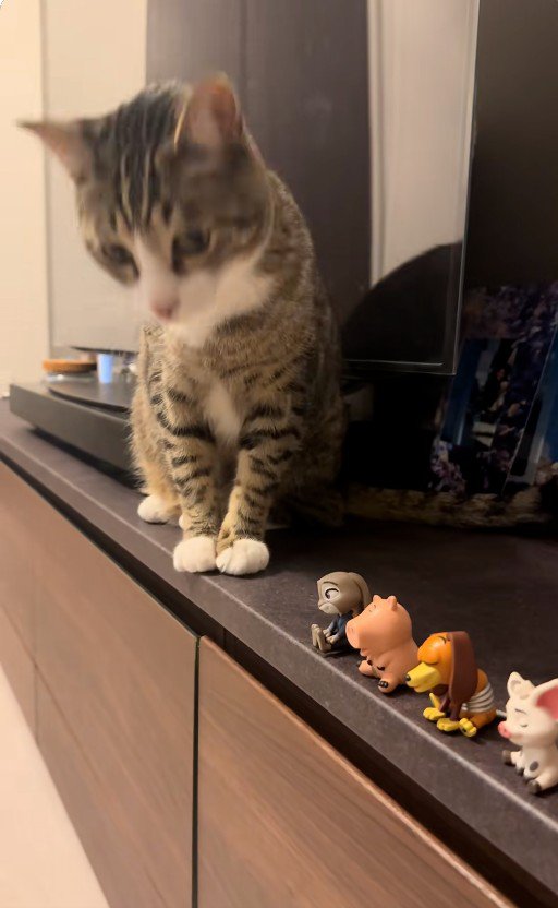 テレビ台の上に座っている猫