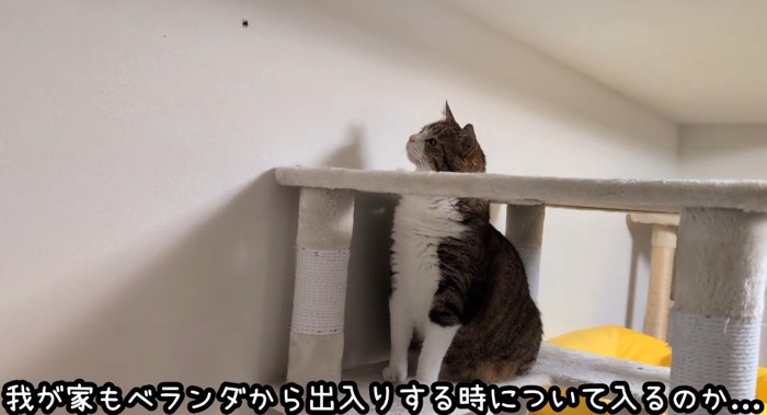 クモを見つめる猫