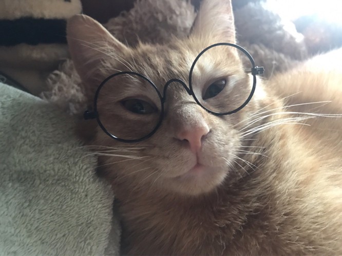 眼鏡姿のゆたくん