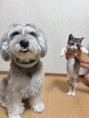 おすわりをしている犬と、家族に抱っこされて記念撮影をする子猫