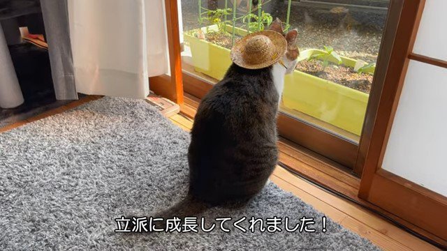 窓の外を見る猫