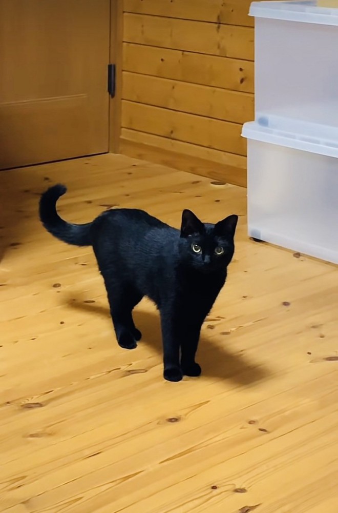 飼い主さんを見ながら返事する黒猫