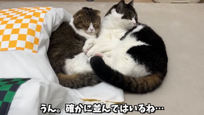 くっついて寝る猫