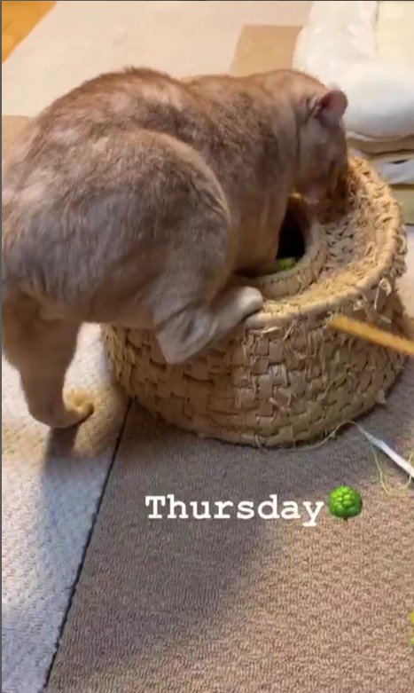 つぼに入る猫