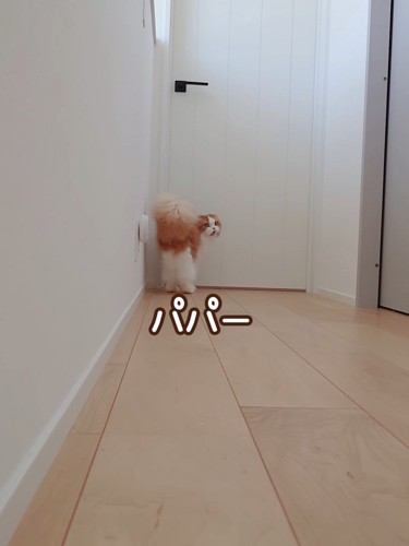 振り向く猫