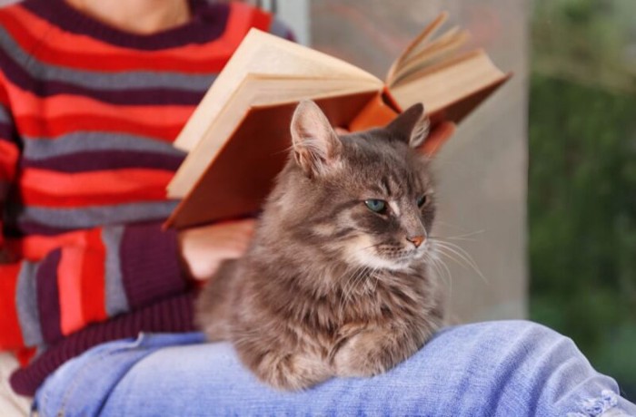 膝の上でくつろぐ成猫