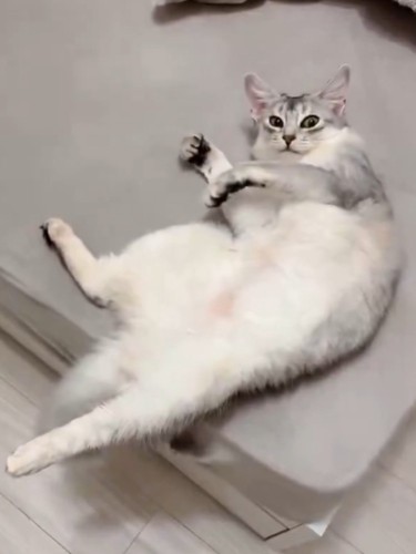 寝転んで飼い主を不思議そうな顔で見つめる猫