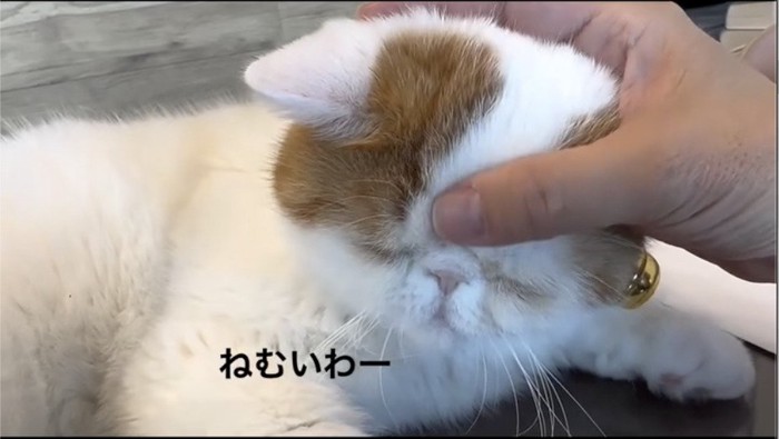 眠そうな猫を撫でる飼い主