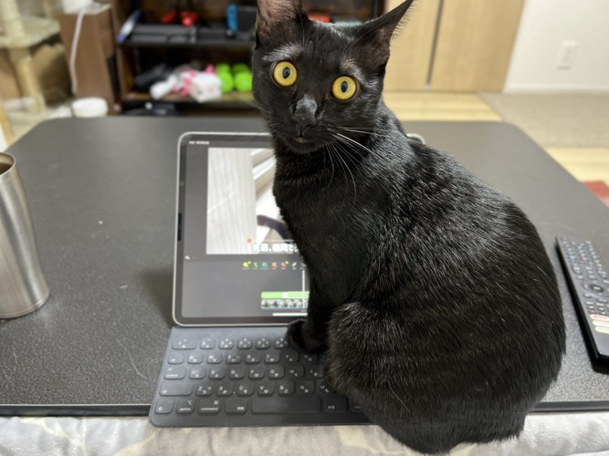 飼い主さんに構ってほしいスイちゃん