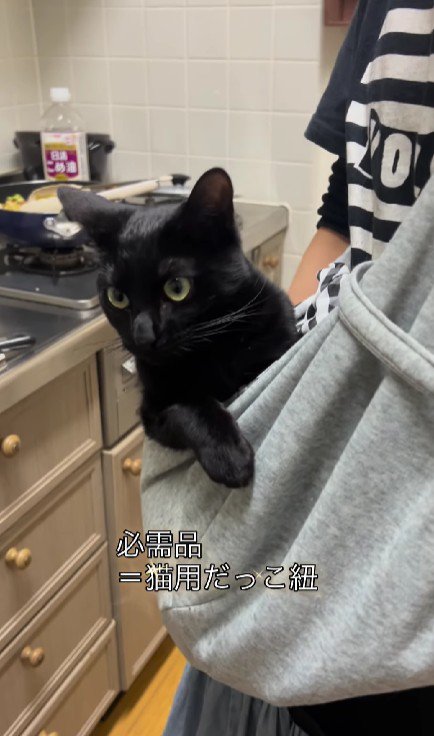 抱っこ紐に入った猫