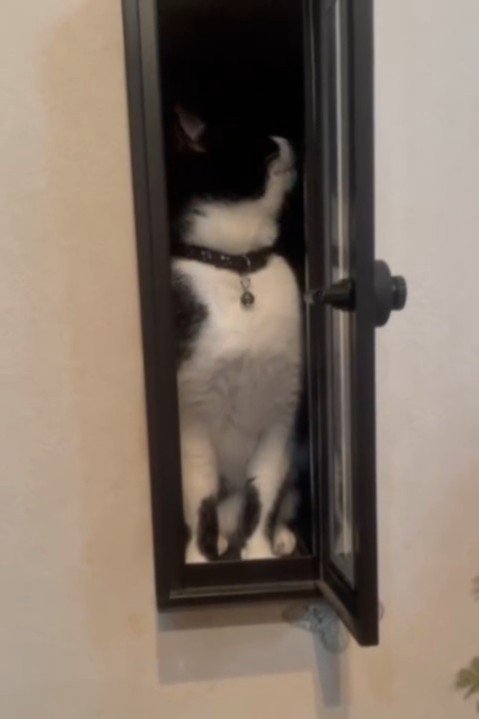 左を見る猫