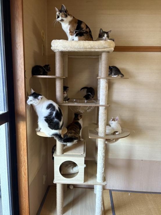 キャットウォークに乗る猫たち