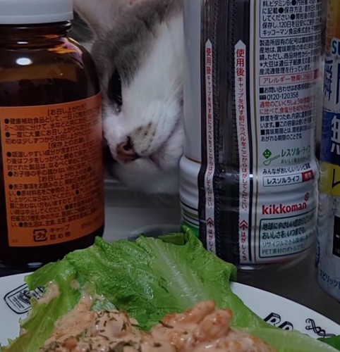 調味料の間から顔を覗かせる猫