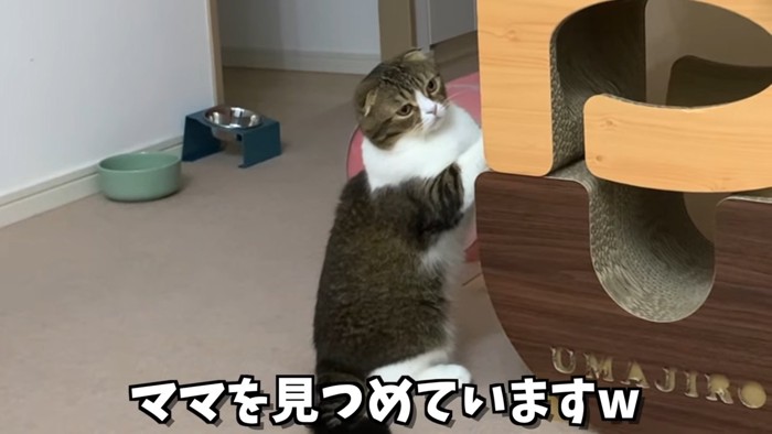 後ろ足で立つ猫