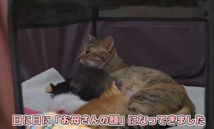 母猫と子猫1