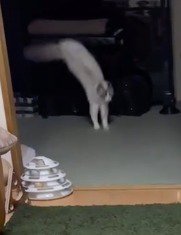 ピアノから降りるラグドール