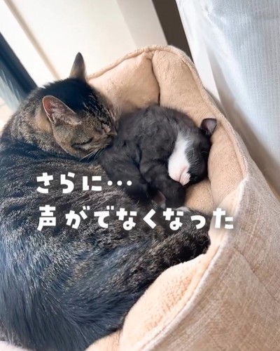 猫ベッドで寝る成猫と子猫