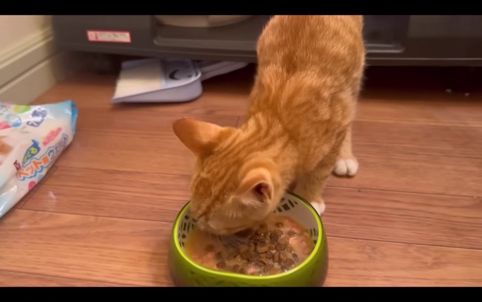 ごはんを食べる猫