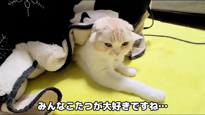 こたつの布団から顔を出す猫