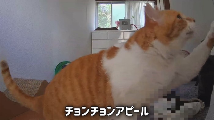 前足で触る猫