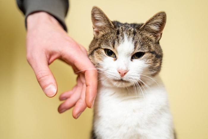 猫の頬に触れる人の手