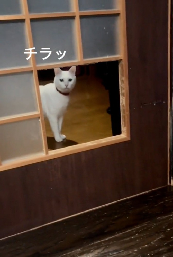 窓枠から覗く猫
