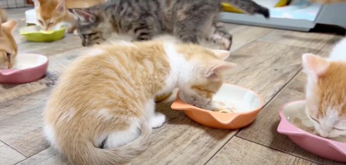 餌食べる猫