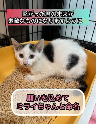 猫トイレの中からこちらを見る猫