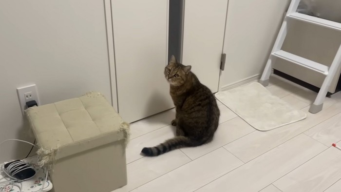 訴える猫
